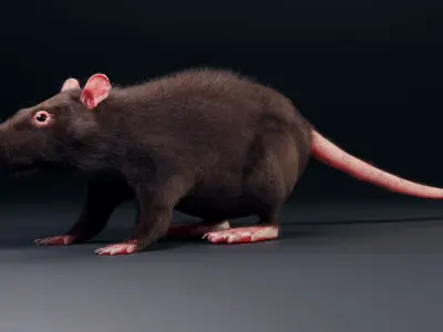 Rat model Low-poly 3D model