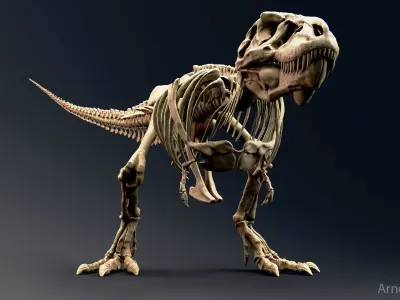 Dinosaur Tyrannosaurus Rex Sue Skeleton -UnrealEngine and Unity  Low-poly 3D model