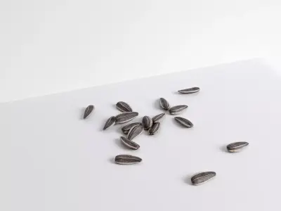 Sunflower Seed 3D model