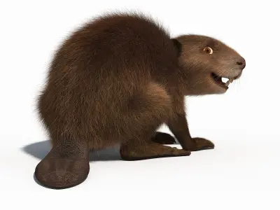 Cartoon Beaver 3D model