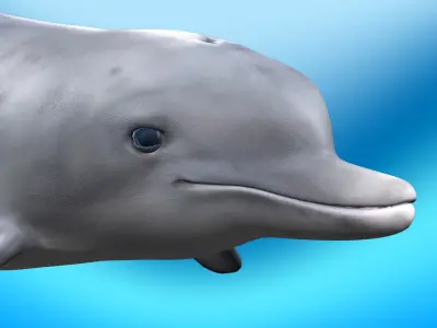 Dolphin Rig 3D model