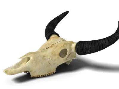 Ox skull Low-poly 3D model