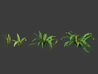 Asplenium australasicum - Birds Nest Fern 3D model