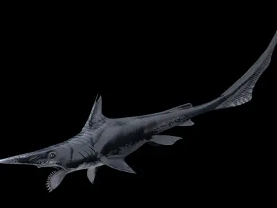 Helicoprion Asset Pack Low-poly 3D model