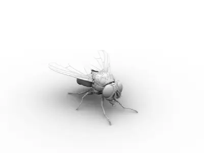 Cyclorrhapha fly rig 3D model