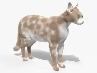 Full Cat Female Anatomy Static 3D model purchase