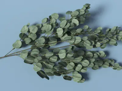 Silver Eucalyptus Stems 3D model