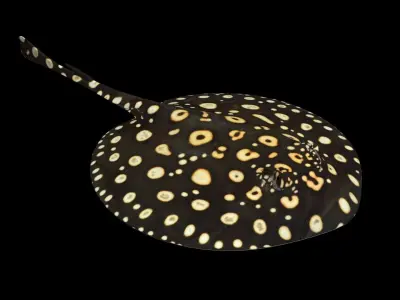 Motoro Stingray Black Diamond Low-poly 3D model