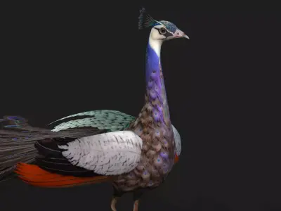 Peacock V2E Free low-poly 3D model