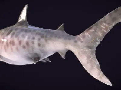 Megalodon Low-poly 3D model