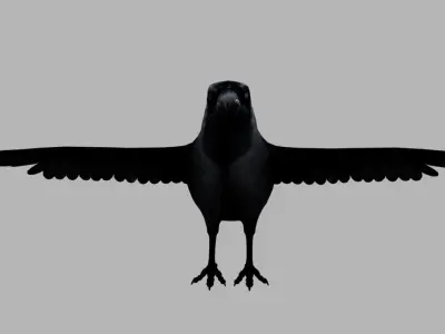 crow bird 3d model 3D model
