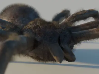 Low-Poly Spider RIGGED Free low-poly 3D model