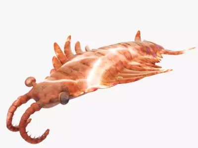 Anomalocaris Low-poly 3D model