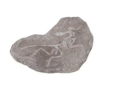 Fossil 03 - Low and High Poly Versions Low-poly 3D model