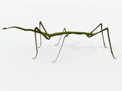 Stick insect Low-poly 3D model