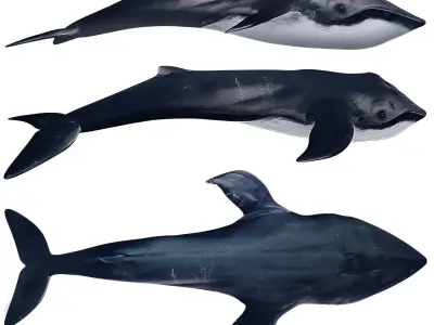 While whale Low-poly 3D model
