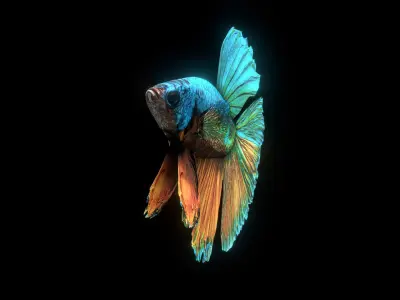 BETTA SPLENDENS Low-poly 3D model
