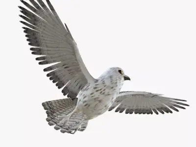 Owl bird rigged 3d model Low-poly 3D model