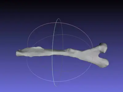 Psittacosaurus Left Ischium Free 3D print model