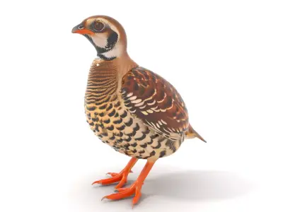 Elegant Quail Bird model pack Low-poly 3D model