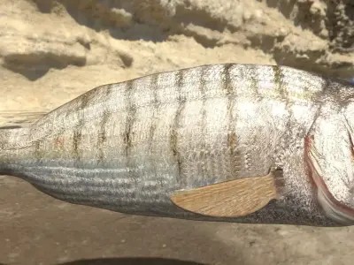 Mormyrus Photorealistic  sea fish Rigged Animated Low-poly 3D model