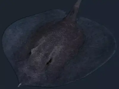 3DRT - Sealife - Stingray Low-poly 3D model