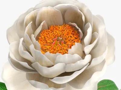 Delicate Floral Peony Branch with White Petals 3D model