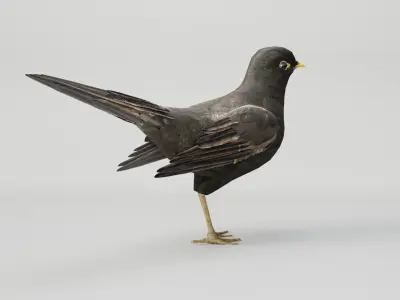 BLACK BIRD RIGGED 3D model