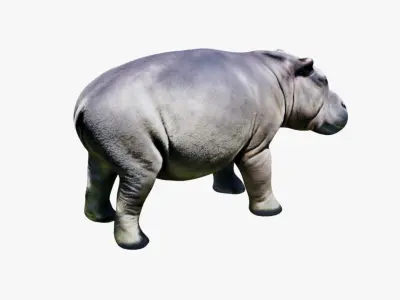 Hippopotamus Free 3D model