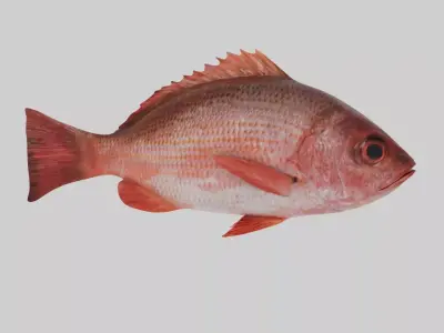 Red snapper Free low-poly 3D model