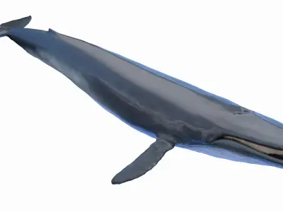 Marine Collection 3D model