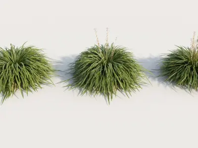Hakonechloa macra a 3D model
