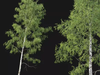 Birch forest part 05 3D model