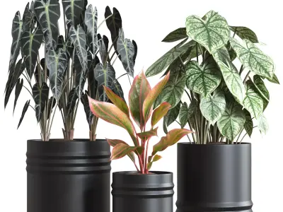 Red Aglaonema 02 3D model