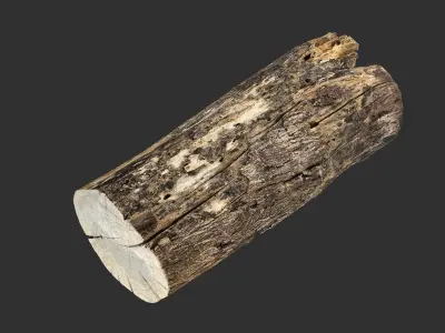 A withered piece of wood 3d scan in highpoly 3D model