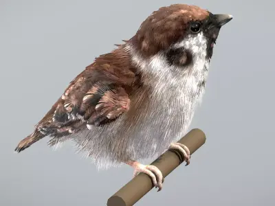 Eurasian Tree Sparrow 3D model