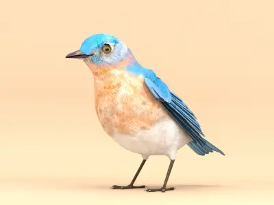 3D Bird Pack Eastern Bluebird Male and Female Low-poly 3D model