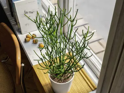  Pencil Cactus Succulent Potted Plant Model 