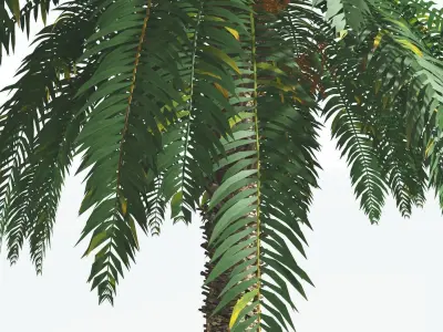 EVERYPlant Date Palm 2 --16 Models-- 3D model