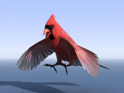 Northern Cardinal - rigged - animated Low-poly 3D model