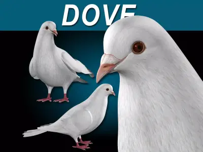 Dove - Folded Wings 3D model