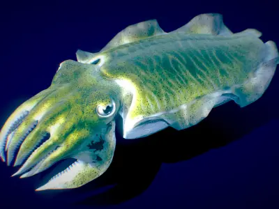 Golden Cuttlefish 3D model