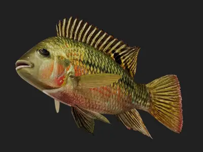 Cichlid Low-poly 3D model