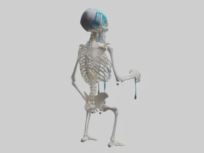Dripping skeleton model Low-poly 3D model