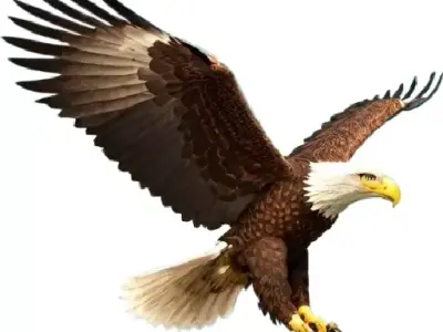 Majestic Eagle  3D model
