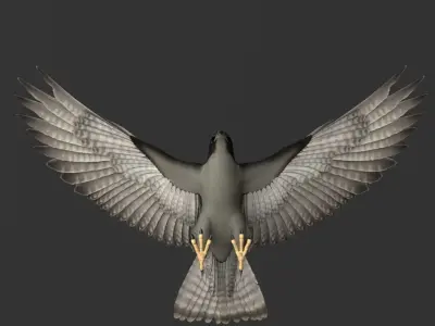 Falcon in flight 3D model