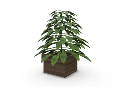 Plant M SHC Quick Office LM Low-poly 3D model