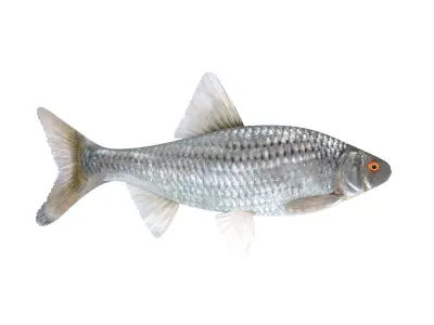 Fish Collection 3D model