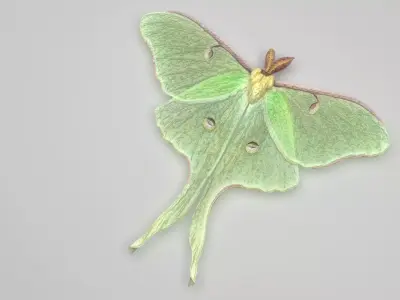 Luna Moth 3D model
