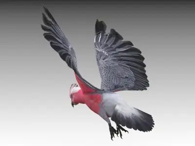 Galah cockatoo in flight - cockatoo in flight Low-poly 3D model